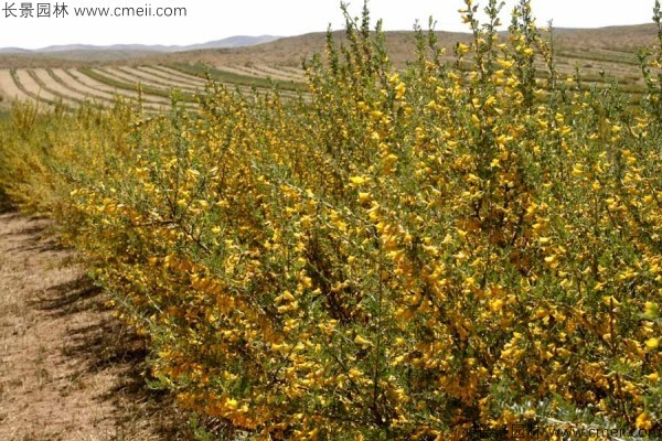 錦雞兒種子發(fā)芽出苗開花圖片