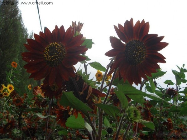 矮向日葵種子發(fā)芽出苗開(kāi)花圖片