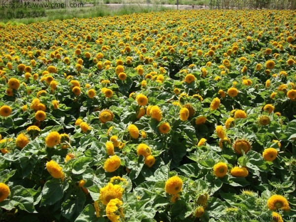 矮向日葵種子發(fā)芽出苗開(kāi)花圖片