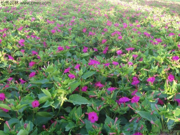 野茉莉種子發(fā)芽出苗開(kāi)花圖片