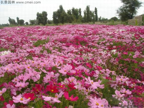 格?；ǚN子發(fā)芽出苗開花圖片