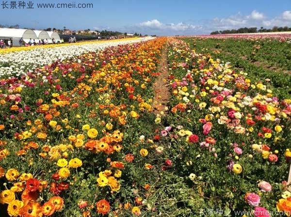 花毛莨開花圖片