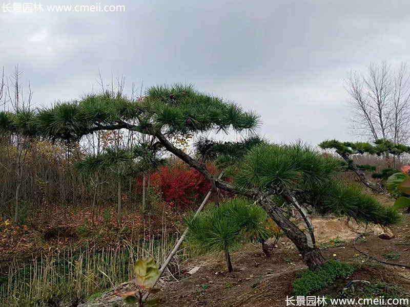 景觀(guān)樹(shù)造型黑松大型地景