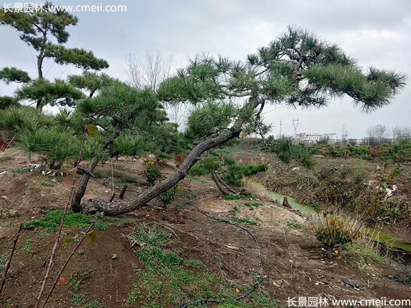 景觀(guān)樹(shù)造型黑松大型地景