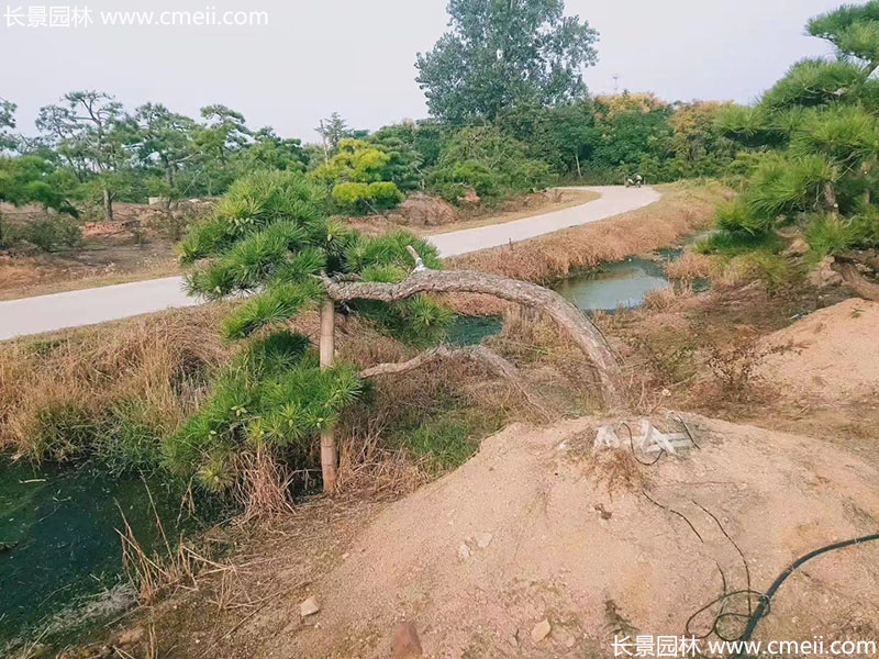 景觀(guān)樹(shù)造型黑松大型地景