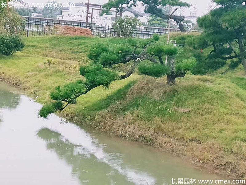 景觀(guān)樹(shù)造型黑松大型地景