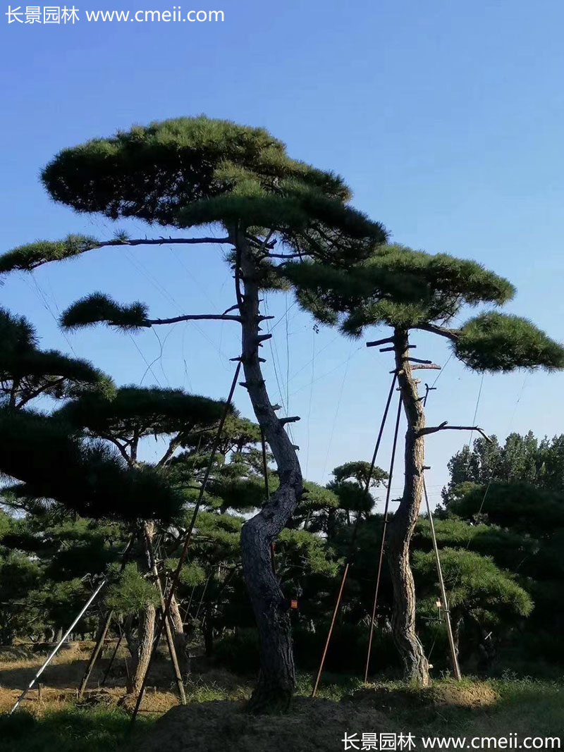 景觀(guān)樹(shù)造型黑松大型地景