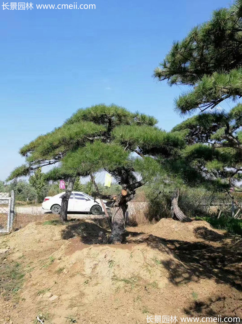 景觀(guān)樹(shù)造型黑松大型地景