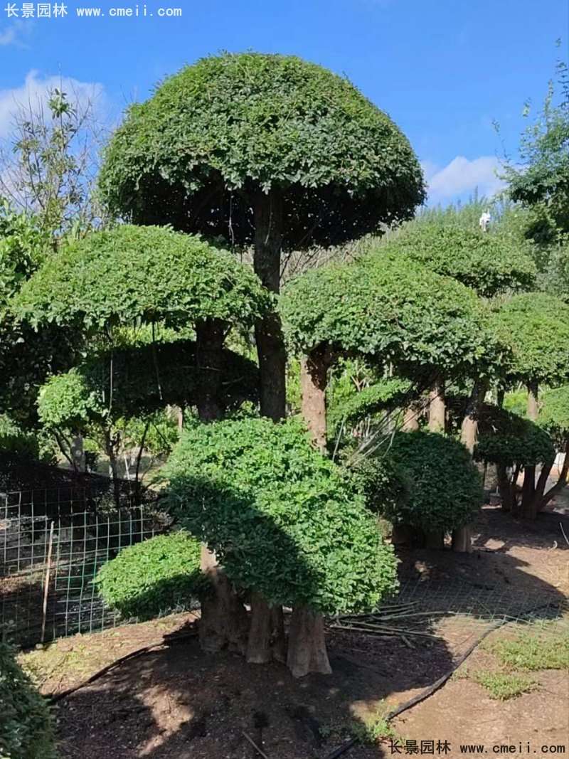 對節(jié)白蠟造型盆景地景