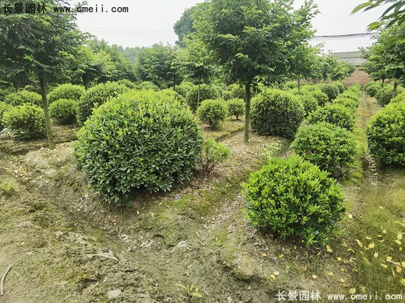 海桐球苗圃批發(fā)種植基地長(zhǎng)景園林