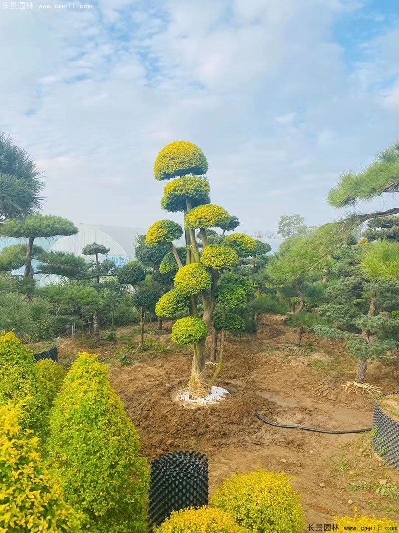 亮晶女貞造型樹(shù)庭院樹(shù)金色高檔高貴苗木