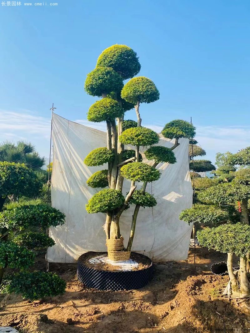 亮晶女貞造型樹(shù)庭院樹(shù)金色高檔高貴苗木