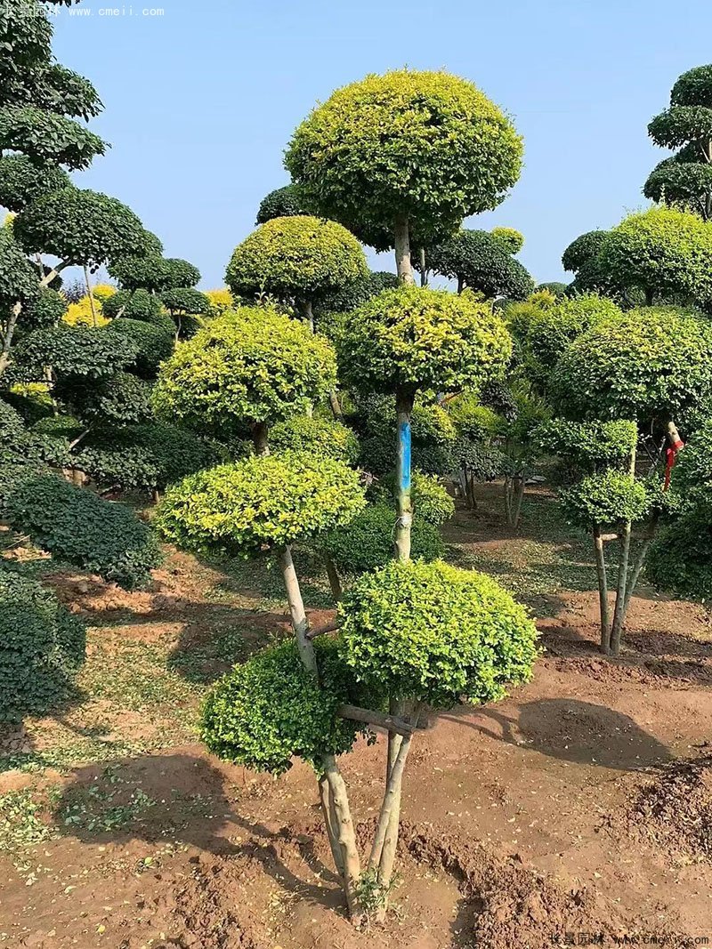 亮晶女貞造型樹(shù)庭院樹(shù)金色高檔高貴苗木