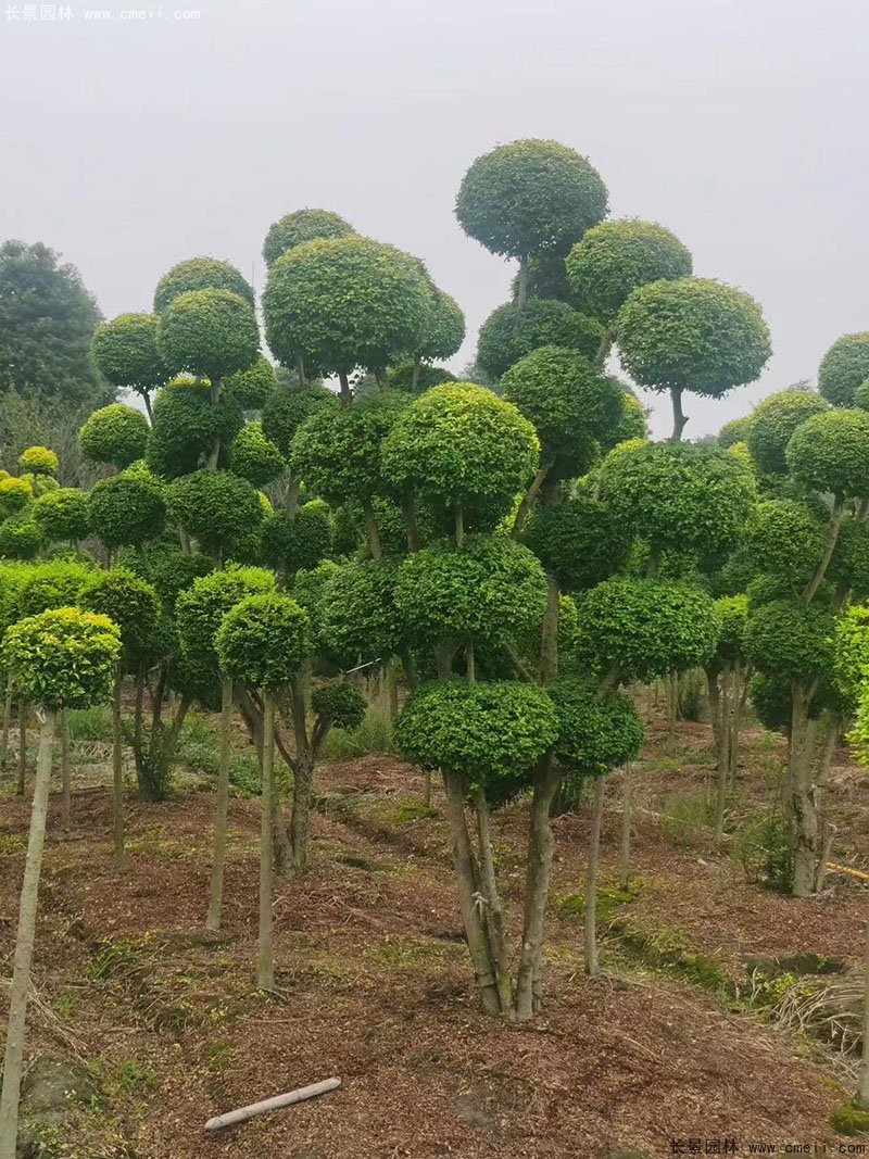 亮晶女貞造型樹(shù)庭院樹(shù)金色高檔高貴苗木