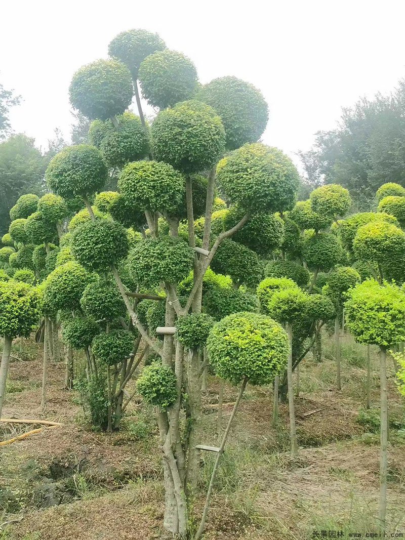 亮晶女貞造型樹(shù)庭院樹(shù)金色高檔高貴苗木