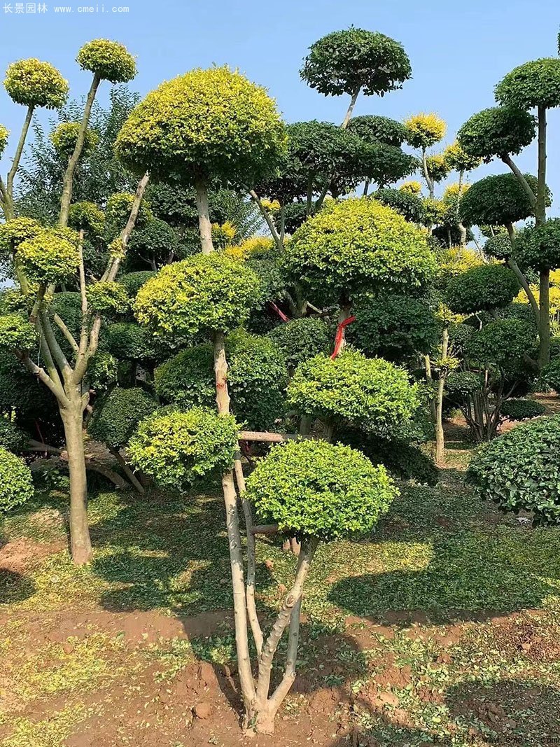 亮晶女貞造型樹(shù)庭院樹(shù)金色高檔高貴苗木