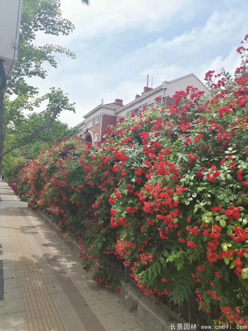 紅花薔薇開(kāi)花效果圖花墻