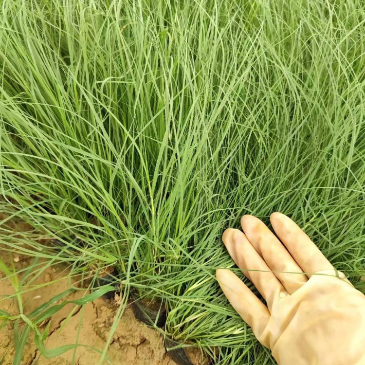 野牛草營養(yǎng)缽苗容器苗